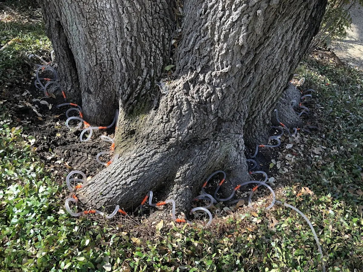 Detailed Tree Cabling and Bracing job site in Saint Catharine